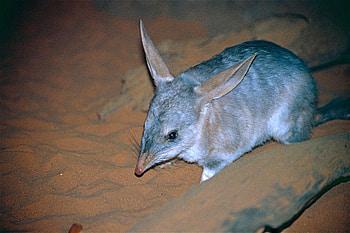 Macrotis (Bilby), Greater bilby adaptations, Lagotis species, Encyclopedia of life HD wallpaper