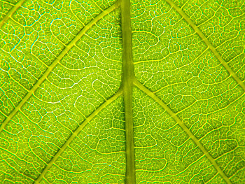 Macro, Sheet, Leaf, Relief, Veins HD wallpaper