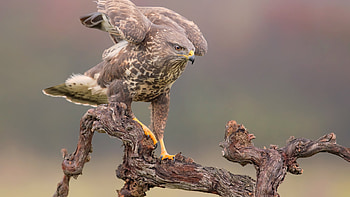 Best hawk , resolution, Komandan kuy HD wallpaper
