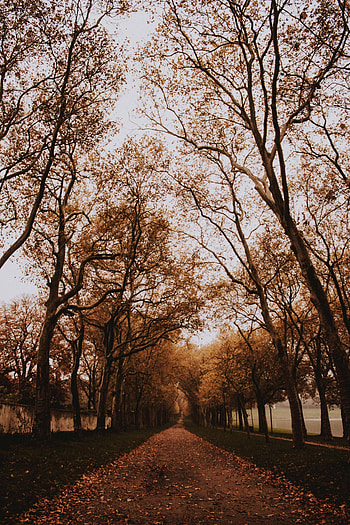 Nature, Trees, Autumn, Park, Alley, Path HD phone wallpaper