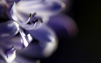 Leaves, Flower, Macro, Blur, Smooth HD wallpaper