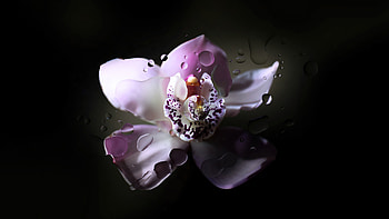 Chromebook Flower Drop , chromebook, computer, stock, behance, dark, black HD wallpaper