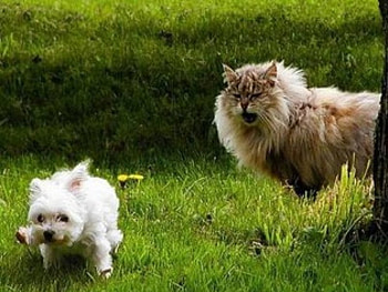 ITS OK TO BE AFRAID SOMETIMES!, bully, puppy, big, scared, fierce, cat, grass, tree HD wallpaper