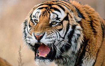 Animals, Tigers HD wallpaper