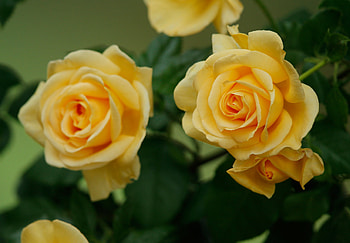 Roses, Flowers, Yellow, Petals HD wallpaper