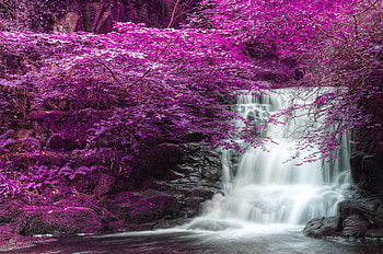 *, trees, purple, waterfall, nature HD wallpaper