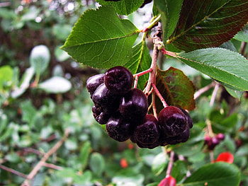 Food, Leaves, Currant, Branch, Rowan HD wallpaper