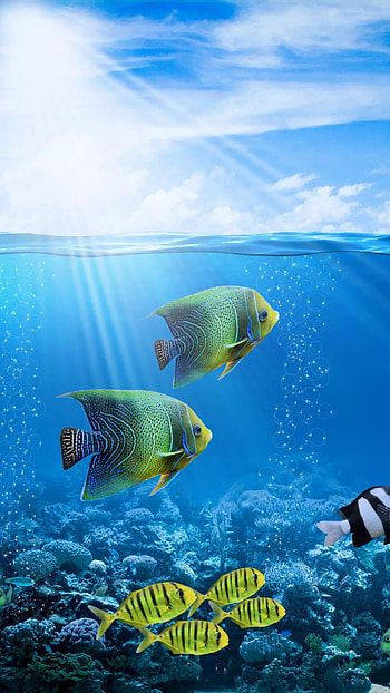 Fish Water, Colorful Fishes HD phone wallpaper