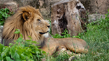 Animals, Lion, Big Cat, Animal, King Of Beasts, King Of The Beasts HD wallpaper
