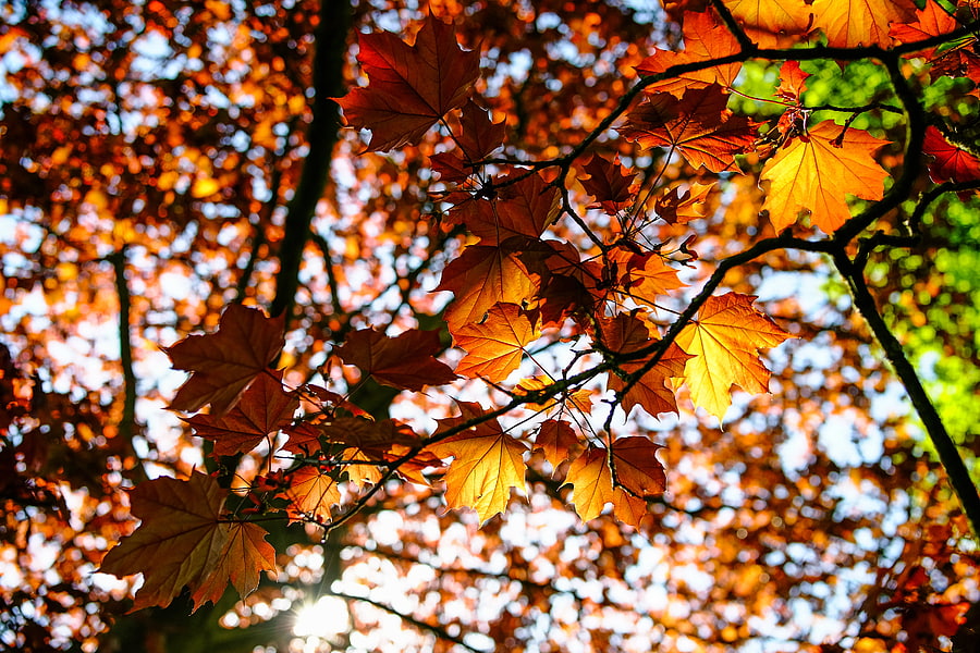 Nature, Leaves, Beams, Rays, Branch, Maple HD wallpaper