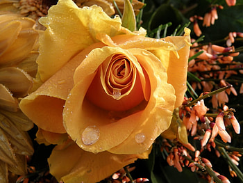 just a rose, rose, garden, waterdrops, yellow HD wallpaper