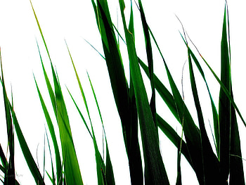 Plants, Grass, Background HD wallpaper