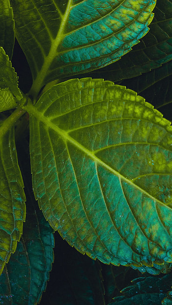 Green leaves, Close-up, High resolution HD phone wallpaper