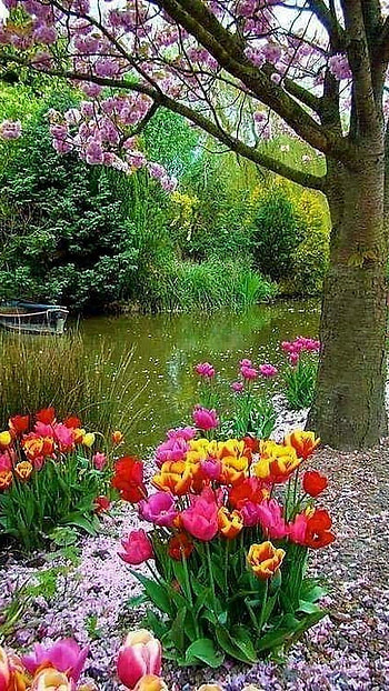 Springs Flowers, Red Aesthetic HD phone wallpaper