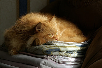 cat, sweet, pet, nice HD wallpaper