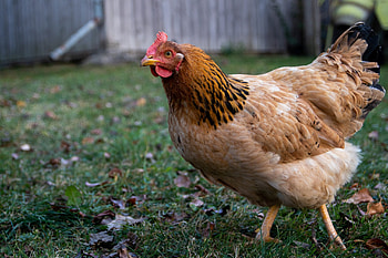 Innovative pet food, Cultured protein, Sustainable nutrition, Future of pet care HD wallpaper
