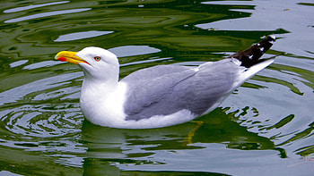 Barbara's seagulls, , Stunning backgrounds, Coastal beauty HD wallpaper
