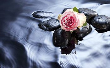 Plants, Water, Stones, Roses HD wallpaper