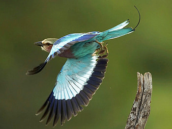 Flying Bird, cool, flying, bird HD wallpaper