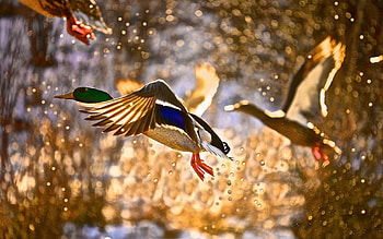 Mallard Duck - Cave HD wallpaper