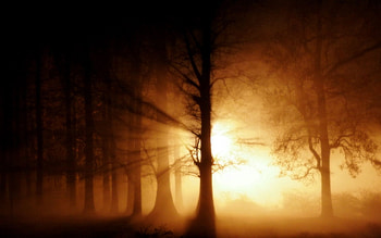 Nature, Trees, Shine, Light, Beams, Rays, Forest HD wallpaper