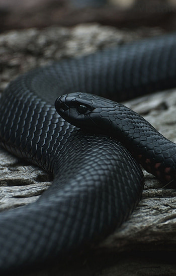 Dark serpent, , Snake's agility, Captivating visuals HD phone wallpaper