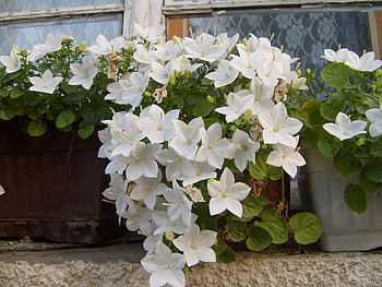White Beauty, white, graphy, window, house, nice, pretty, bulgaria, nature, flowers HD wallpaper
