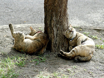 Animals, Cats, Wood, To Lie Down, Lie, Tree HD wallpaper