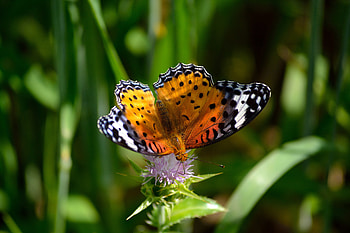 Grass, Patterns, Flower, Macro, Butterfly, Wings HD wallpaper