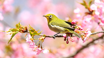 Green Japanese White-Eye Bird Is Standing On Pink Blossom Flowers Tree Branch In Blur Background Birds HD wallpaper