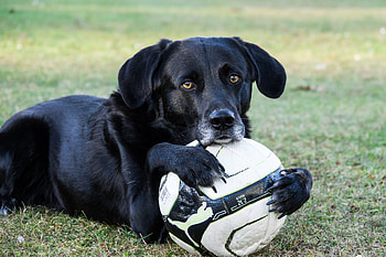 Animals, Football, Dog, Muzzle, Ball, Paws HD wallpaper