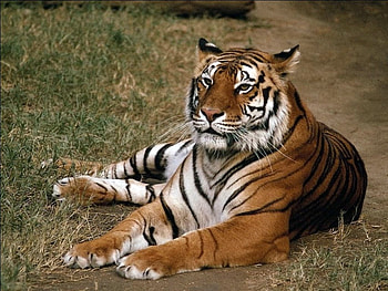lying down tiger, cat, wild life, tiger HD wallpaper