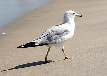Unusual incident, Seagull encounter, Unique news, Surprising behavior HD wallpaper