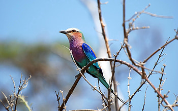 Animals, Bird, Wood, Tree, Branch, Color HD wallpaper