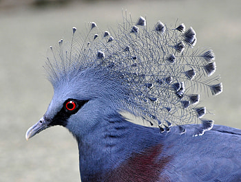 Goura victoria, blue, feather, victoria crowned pigeon, bird, pasare, fan HD wallpaper