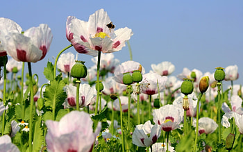 White poppies, Nature's purity, Red core, Floral elegance HD wallpaper