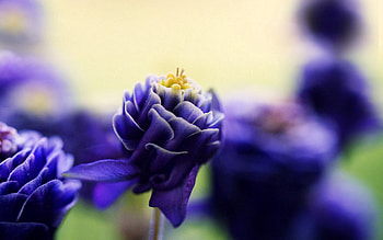 Flower, Macro, Petals, Bud, Beautiful HD wallpaper