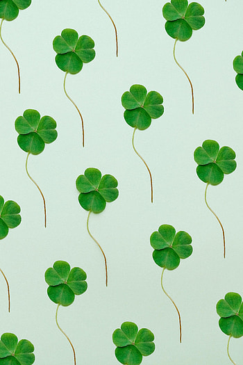 Leaves, plants, green clover HD phone wallpaper