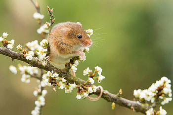 Mouse, flower, soricel, cute, rodent, spring, harvest mouse HD wallpaper