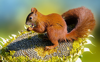 Squirrel on Sunflower, animal, seeds, sunflower, squirrel HD wallpaper