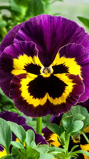 Pansy, Purple, Flower HD phone wallpaper