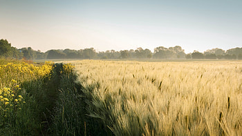 Landscape, Nature, Summer, Field HD wallpaper