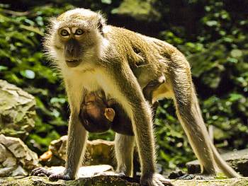 Animals, Young, Couple, Pair, Care, Joey, Macaque, Macaques HD wallpaper