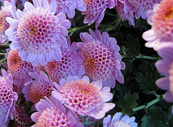 Beautiful Pink Flowers, pink, petals, nature, flowers, beauty HD wallpaper