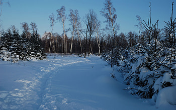 Winter, Nature, Twilight, Snow, Birches, Path, Dusk, Ate HD wallpaper