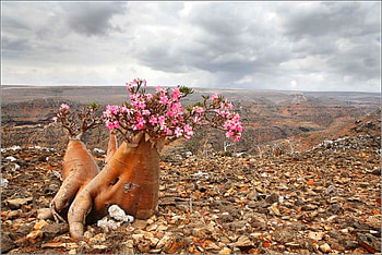 Wild Flowers, beautiful, flowers, wild HD wallpaper