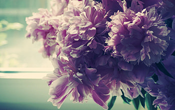 Flowers, Pink, Macro, Bright, Bouquet, Shadow, Tender HD wallpaper