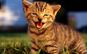 Animals, Fluffy, Kitty, Kitten, Muzzle, Scream, Cry HD wallpaper