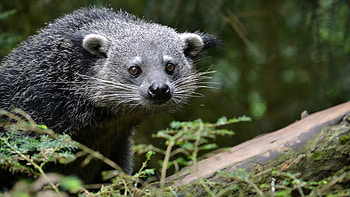 China animal, Binturong, Full HD wallpaper