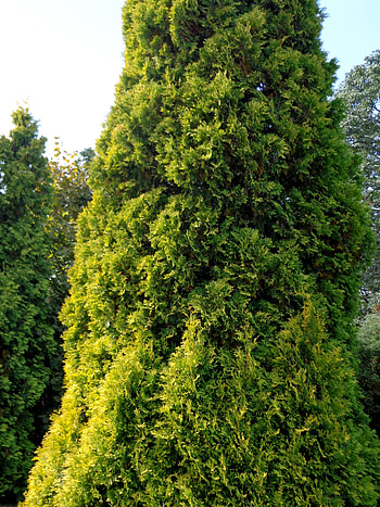 Tall cypress, Fir needle, pics, CC by license HD phone wallpaper